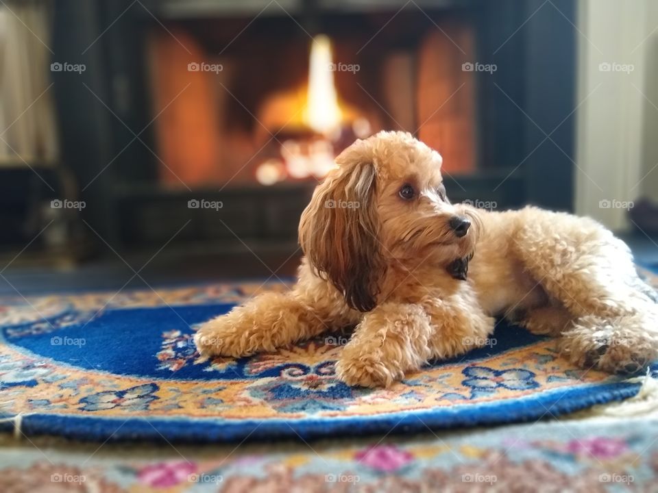 fireside puppy on cool winter night