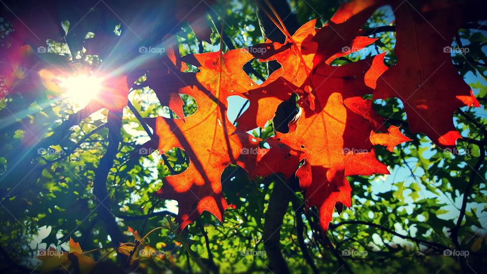 Pure Michigan in the fall