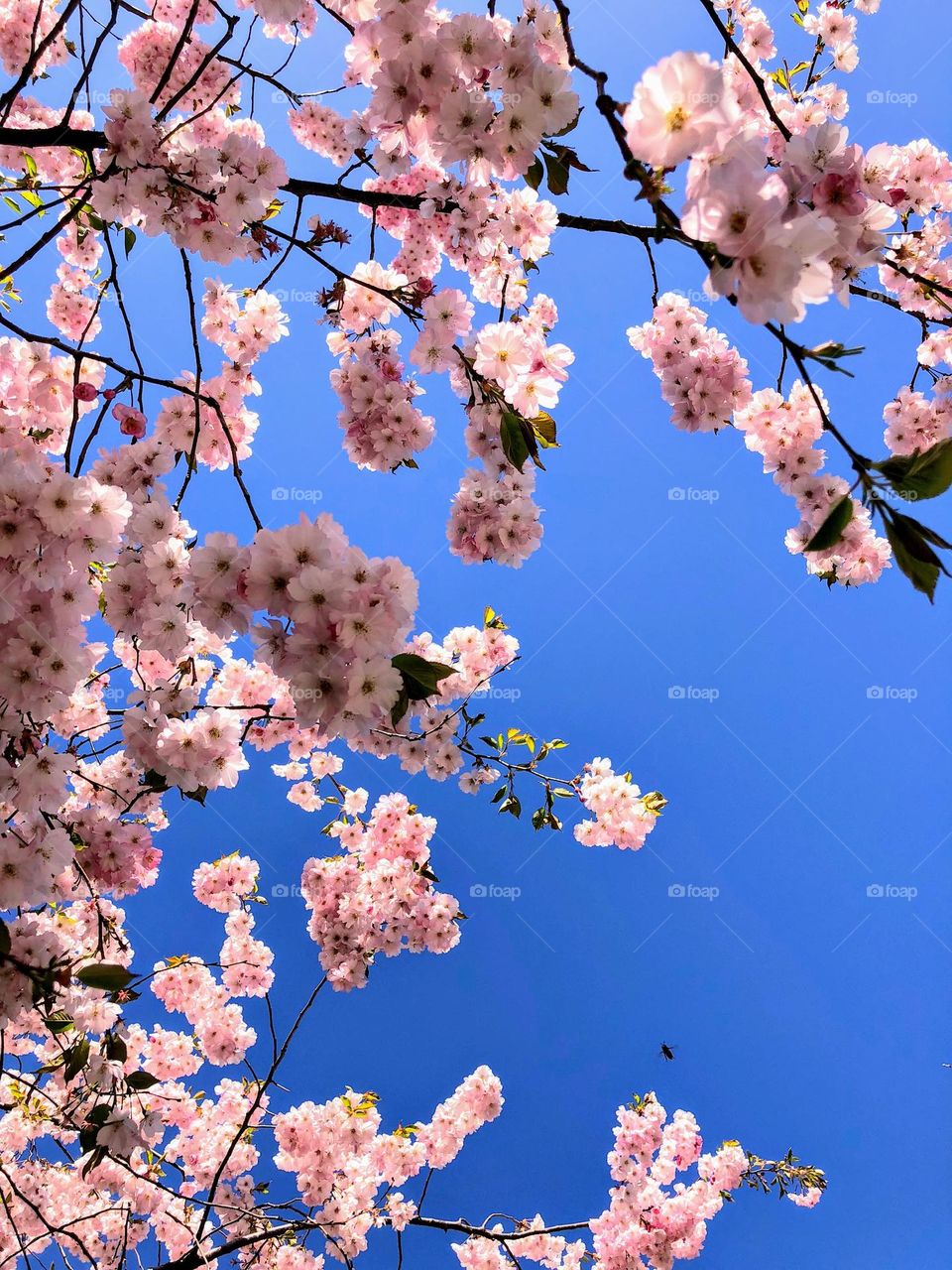 Beautiful spring sign - gentle pink blooming sakura flowers on the tree branches agains deep blue sky