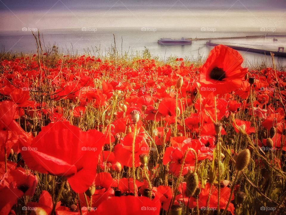 Poppies. Dover