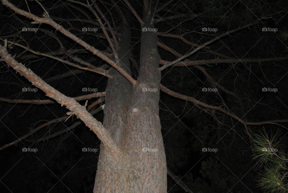 The night under a forked pine