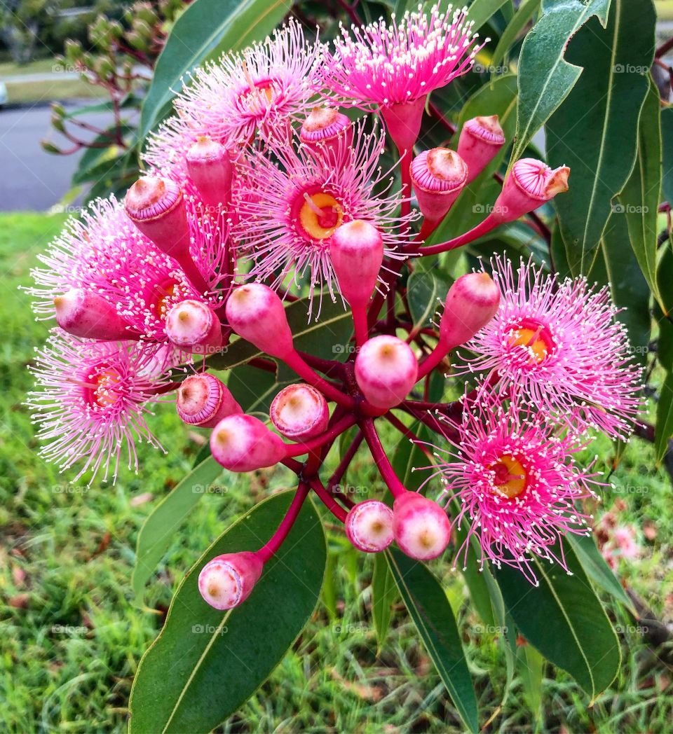 Australian gum not blossom