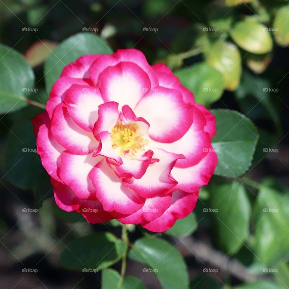 white and pink flower