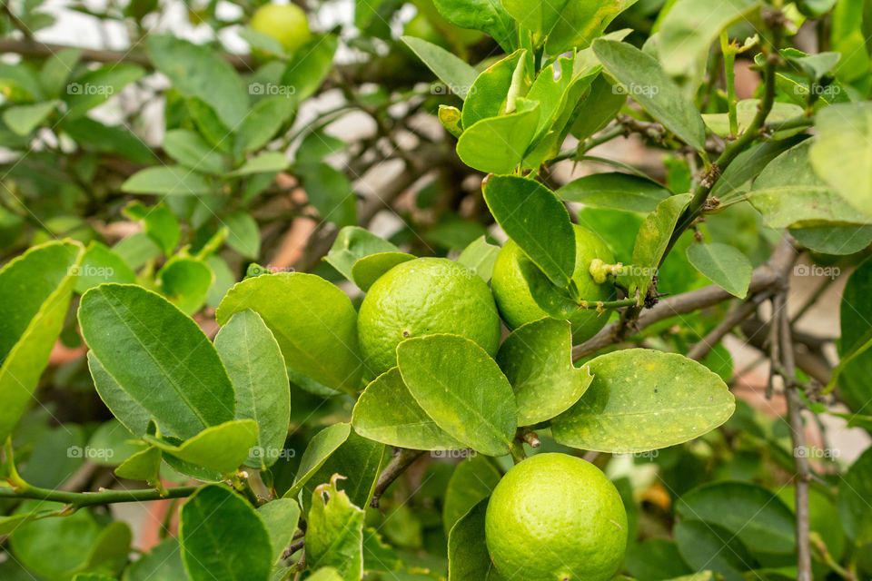 A bunch of lemon