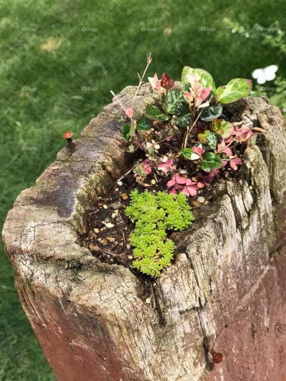 Botanist's Ingenuity