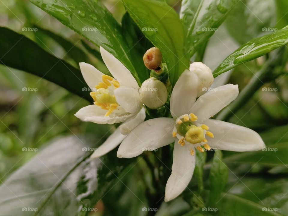 The tangerine tree blossom