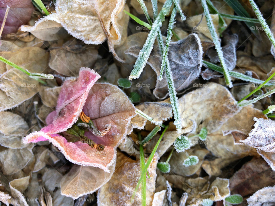 leaves frozen by frost morning in autumn