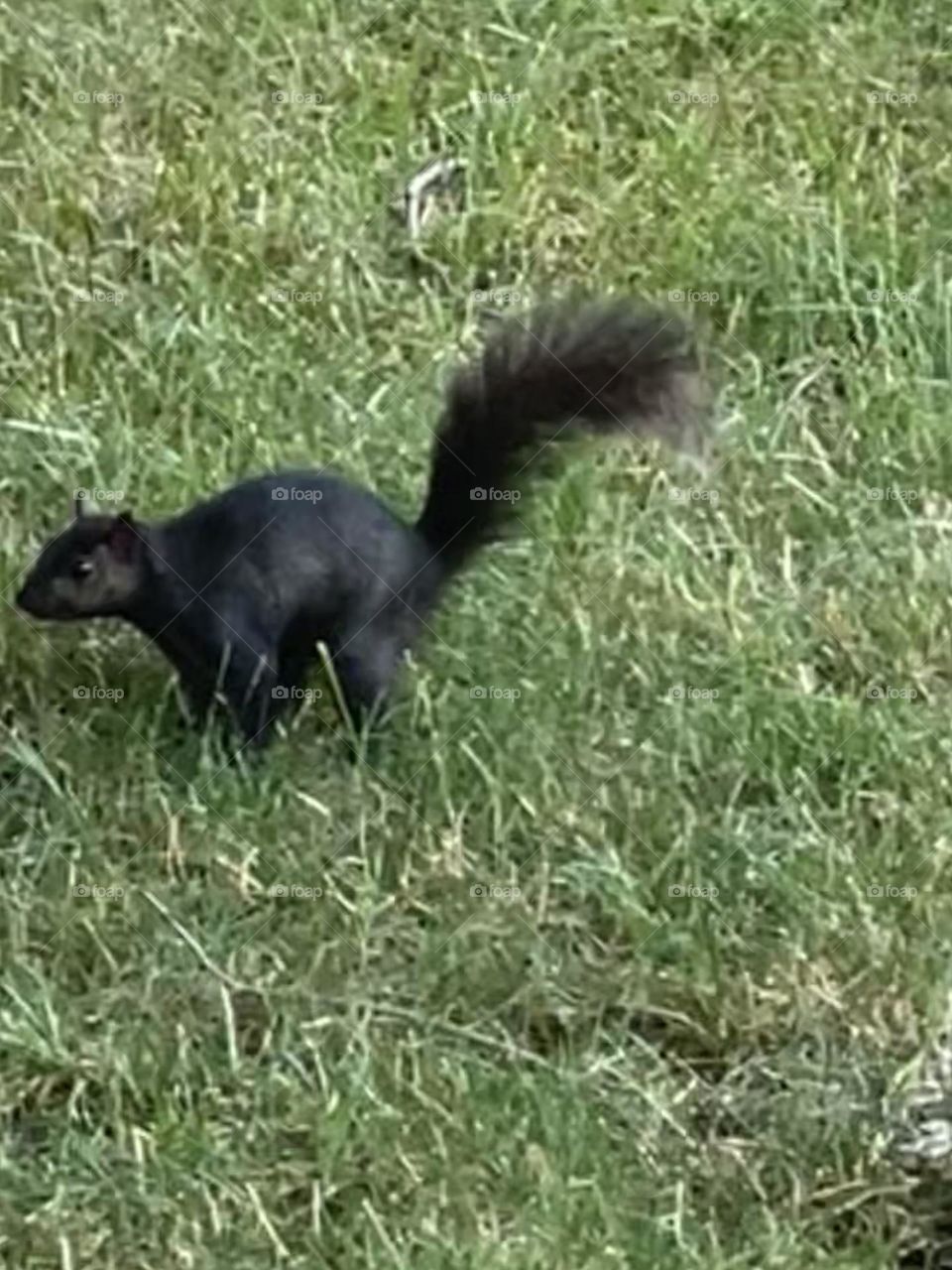 Black squirrels 
