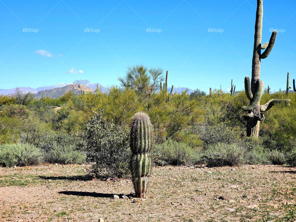 Sonoran Desert in Arizona