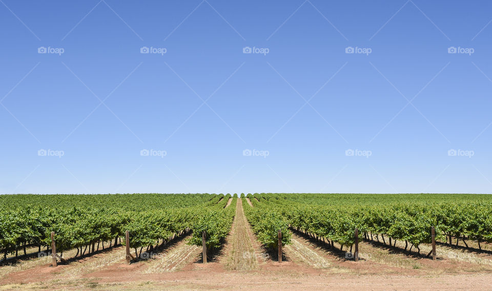 Rows of grape vines.