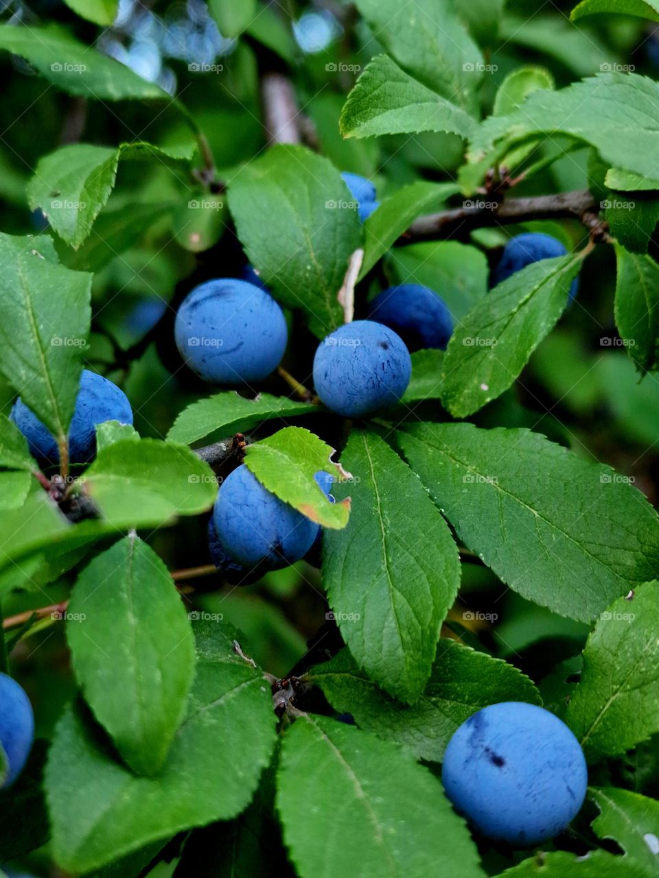 purple plums