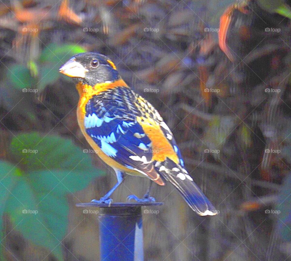 Black-Headed Grosbeak 