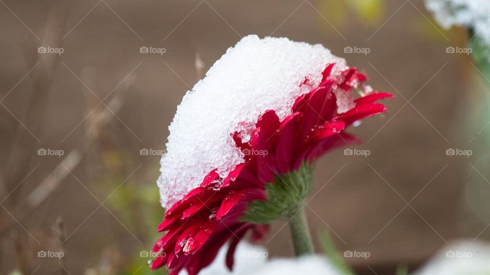 Snow on a flower 