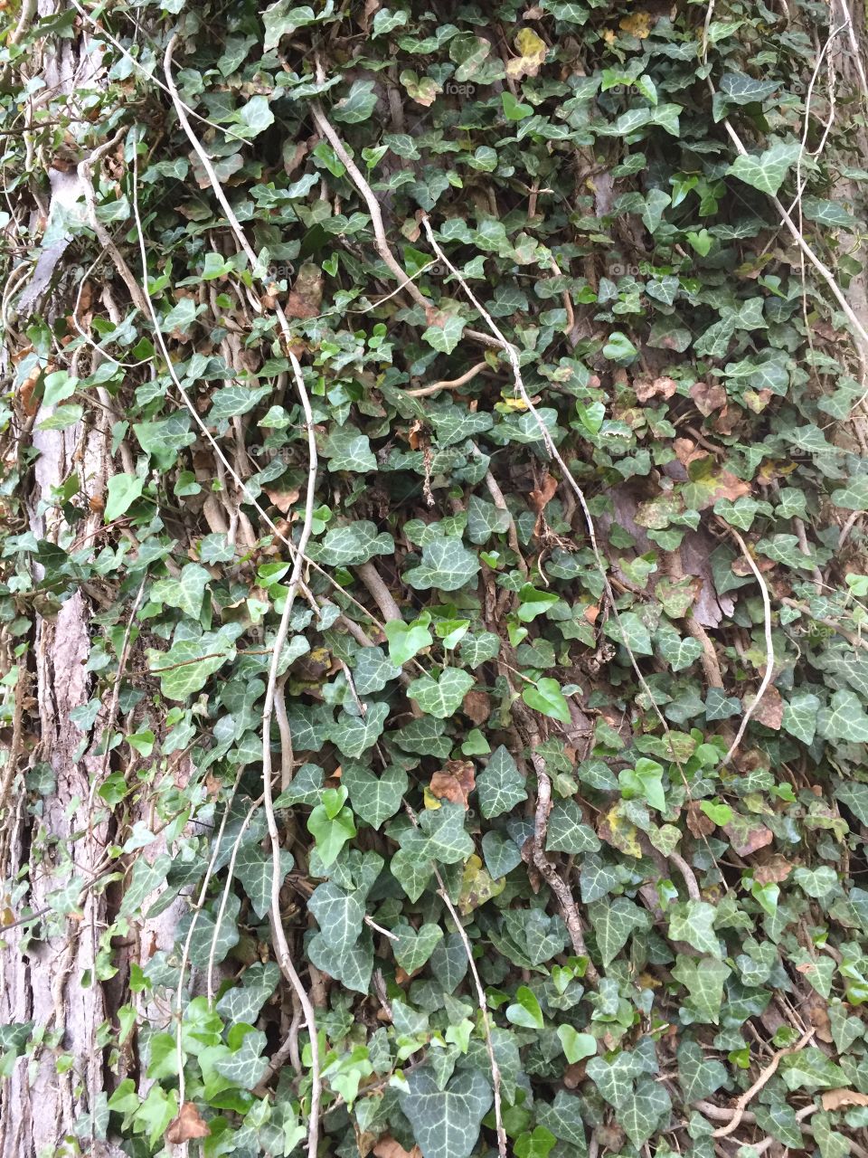 Ivy entwined on tree trunk