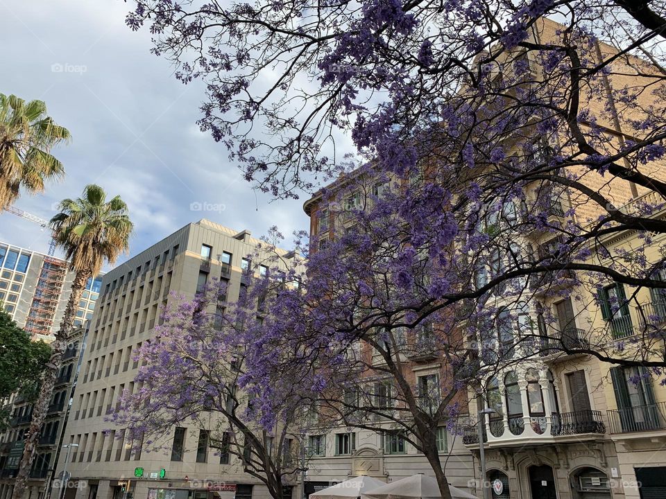 Spring in Barcelona, Spain 