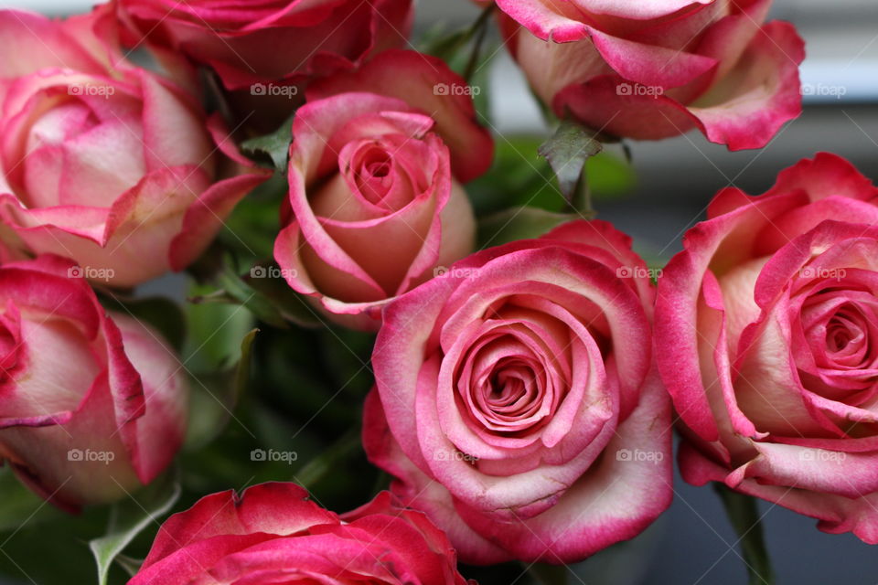pink roses
