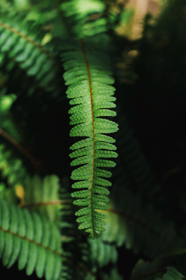 Samambaia 