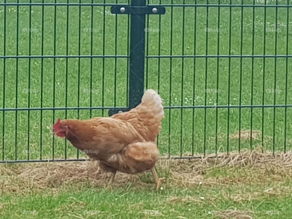 Brown hen walking outside on the grass. This is in a residential area in Geervliet the Netherlands.