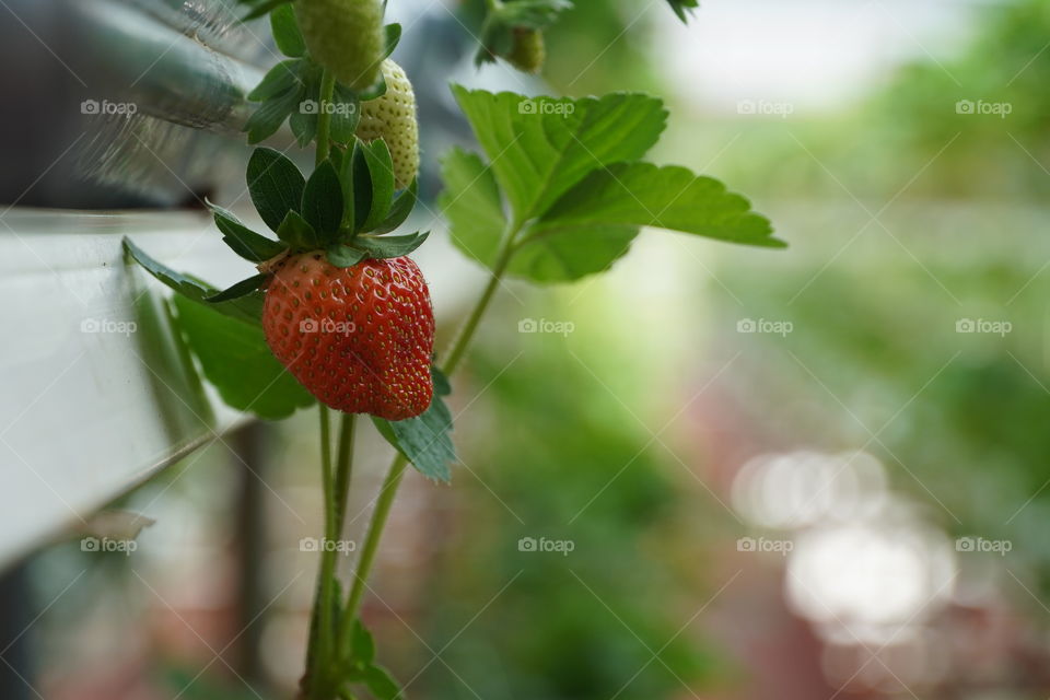 A strawberry is changing color from green to red, which means it is ready for harvesting. It is like autumn season, all the leaves start changing color from green to brown, which means they are ready to falling down...🍂