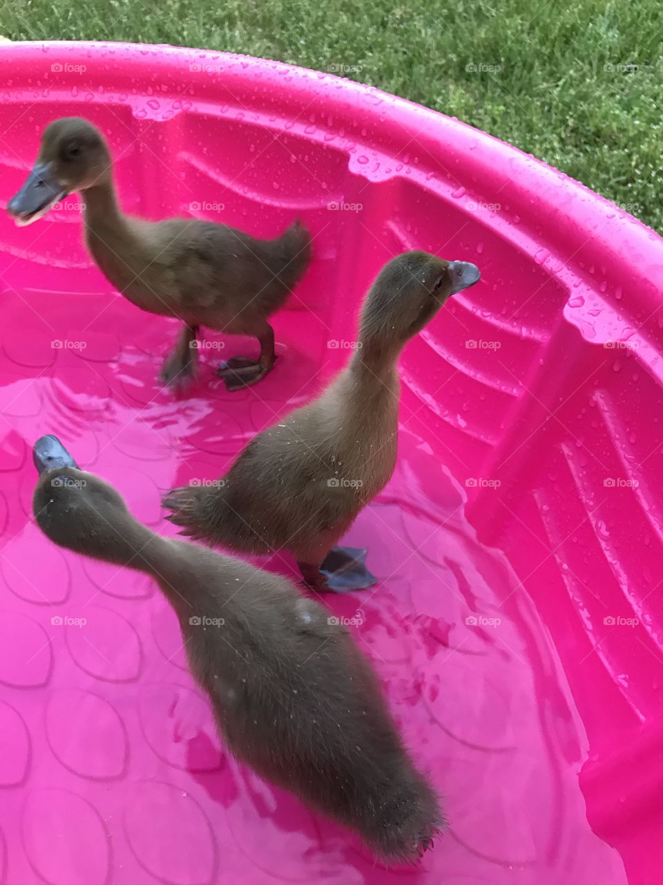 Ducks 