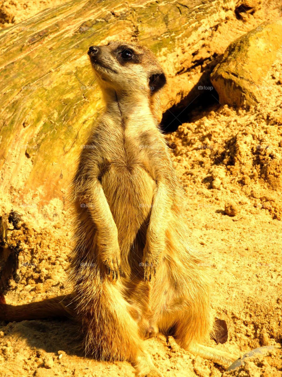 Front view of a meerkat