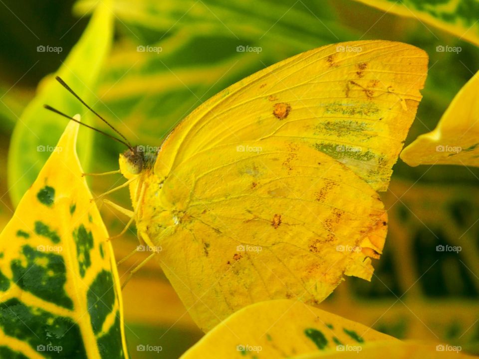 Yellow butterfly rest on leaves