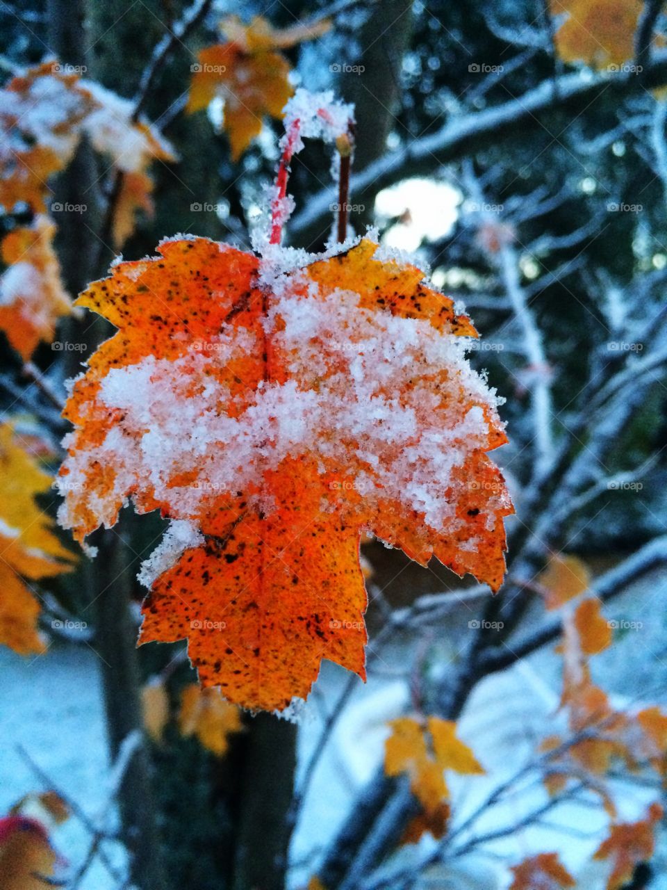 Snow in Autumn