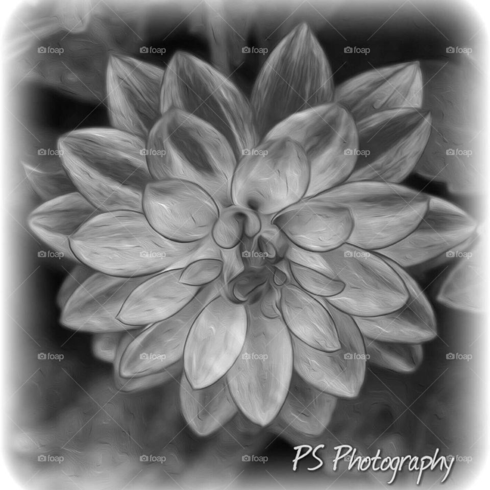 colorless Dahlia