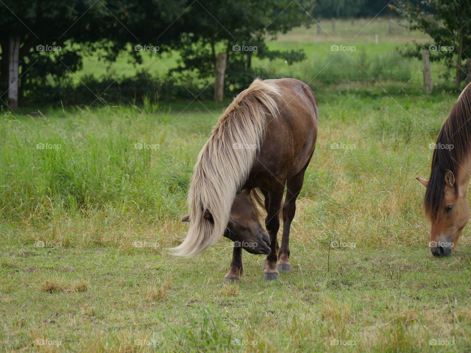 Horse grazing