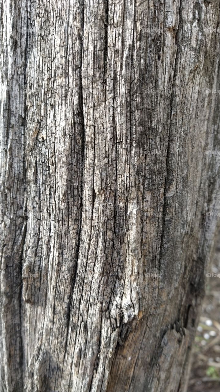 wood