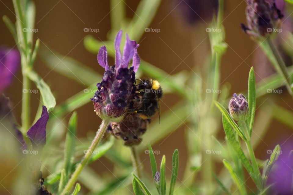 A bumble bee searches for pollen