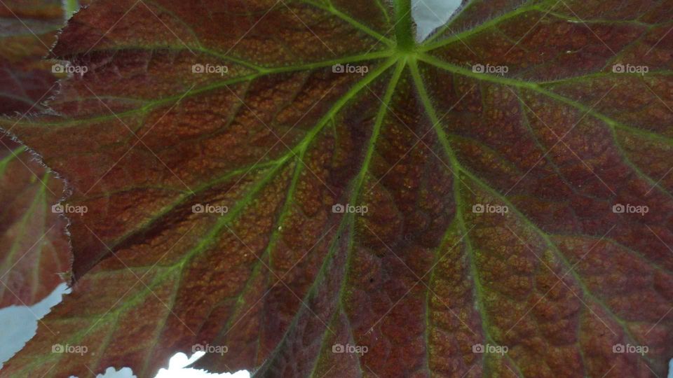 detail of a leaf