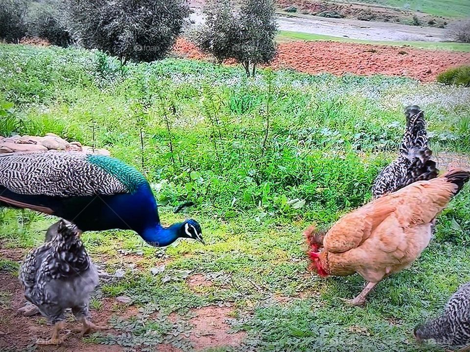 beautiful peacock and chickens