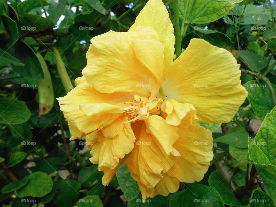 Multi-petal Hibiscus Bloom