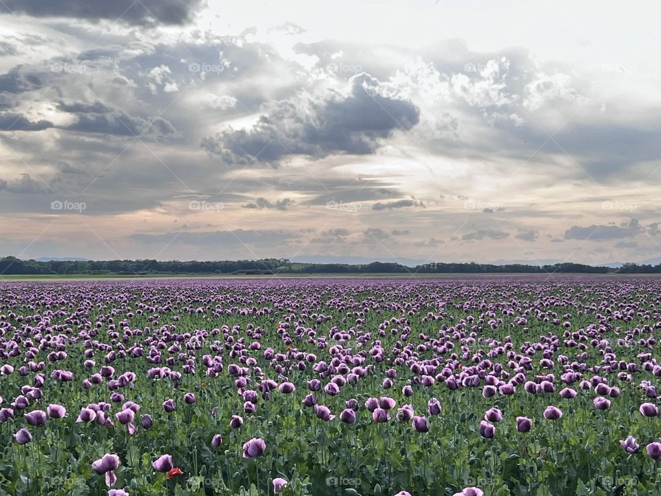 Poppy flower field