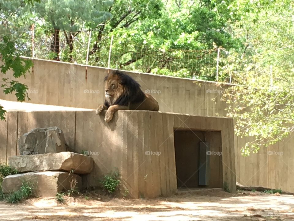 Wood, Outdoors, Nature, Mammal, No Person