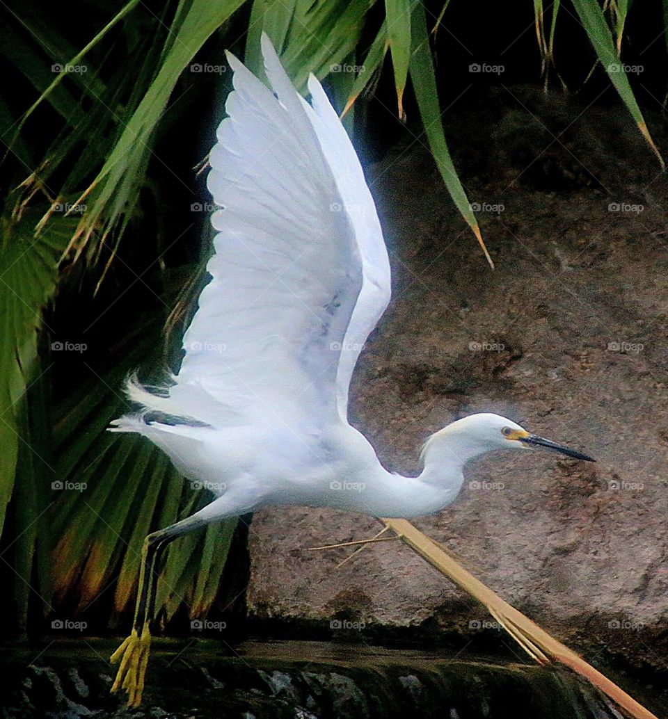 Egret Taking Flight at Waterfall