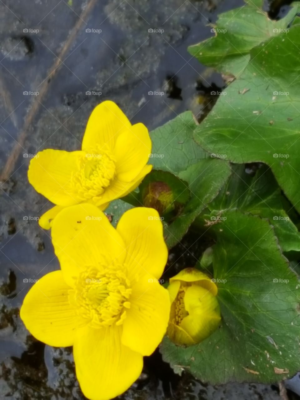 yellow flowers