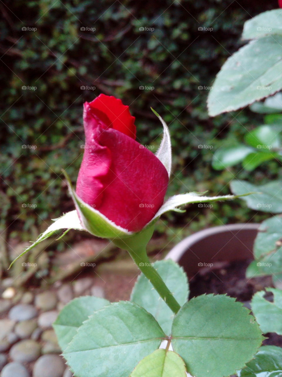 Red Rose