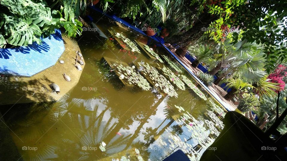 Beautiful pool in the majorelle garden in marrakech.