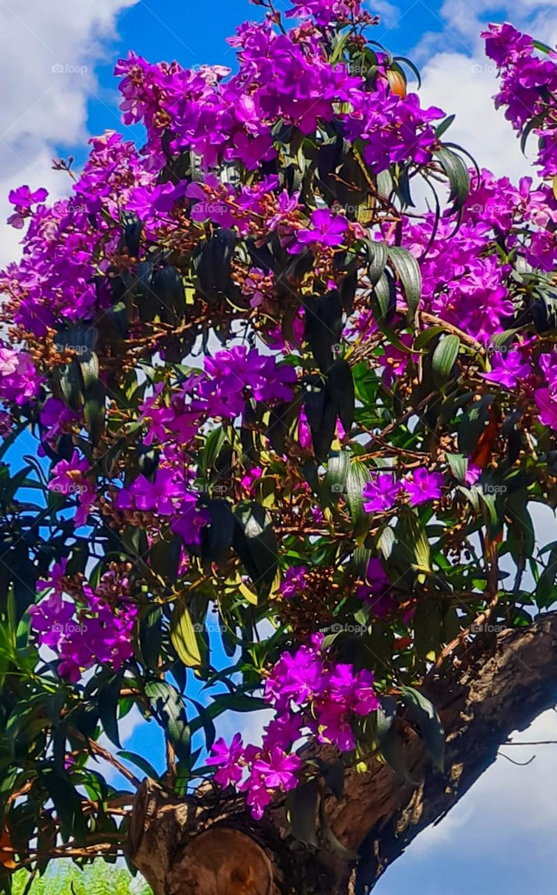 The Quaresmeira is a tree of remarkable beauty that enchants for the exuberance of its flowers, which are showy and of shades that vary between purple, violet and pink, arranged in terminal pyramidal clusters.