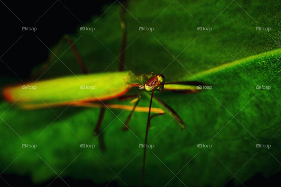 Praying Mantis, Closeup Of A Bug, Praying Mantis On A Leave, Bright Green Colored Bug 
