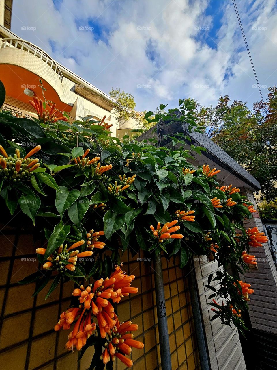 sky bright orange flowers room wall