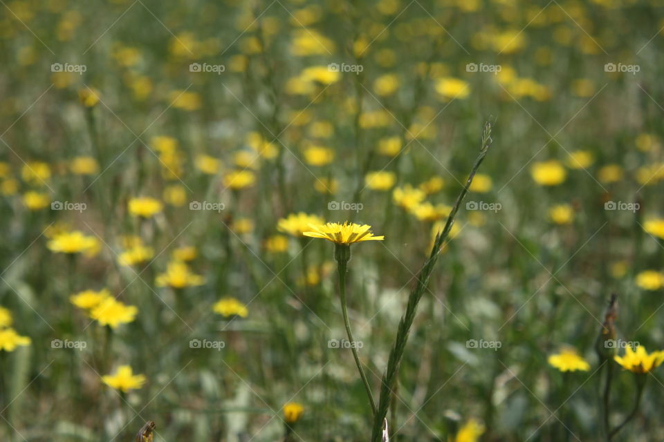 Closeup of one yellow dandelion within a field of dandelions 