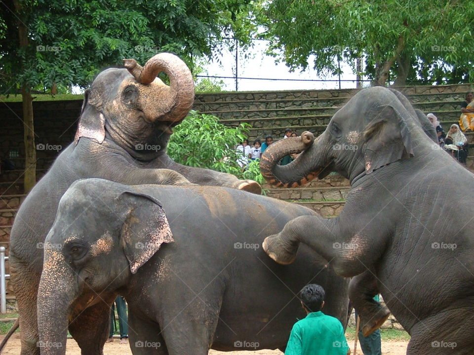 elephants