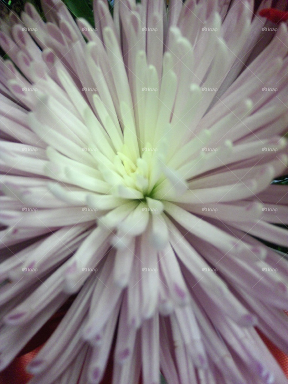 flower purple close-up by Amy