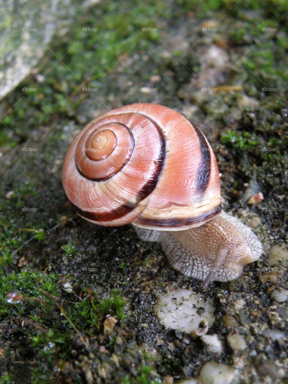 Close-up of snail