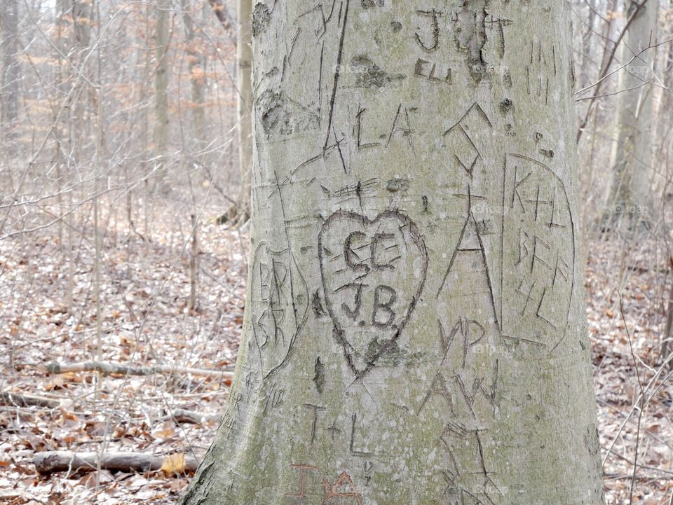 In the woods, several trees have been damaged by people carving their initials into them. 