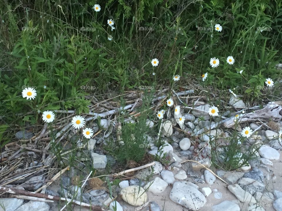 Shoreline flowers