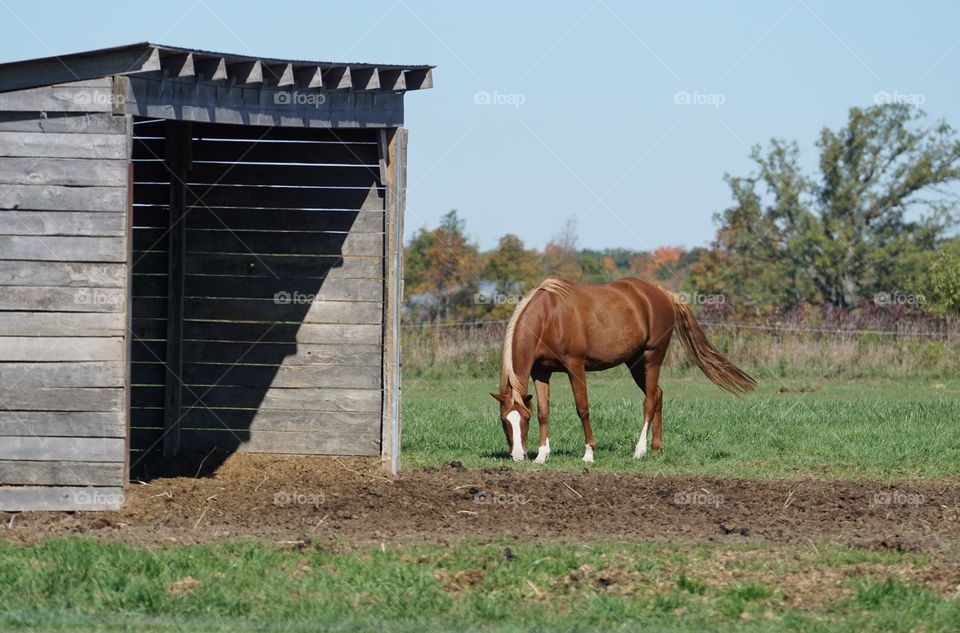 Brown horse grazing